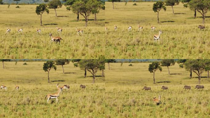 非洲野生动物在非洲被追逐，肯尼亚马赛马拉，在马赛马拉的野生动物园