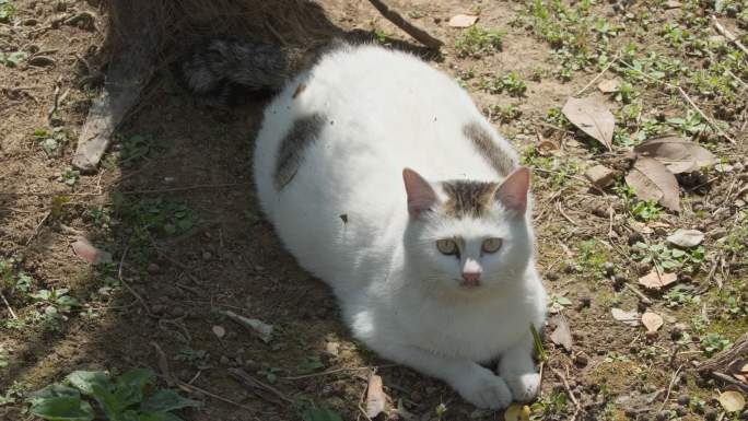 冬末初春公园里怀孕的流浪母猫