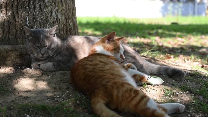 晴天午后猫猫树下慵懒睡觉宠物