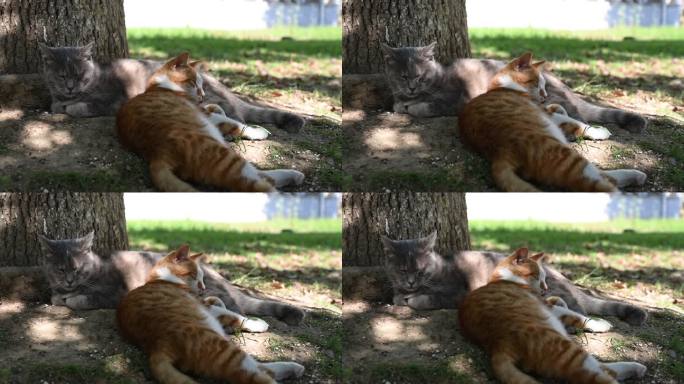晴天午后猫猫树下慵懒睡觉宠物