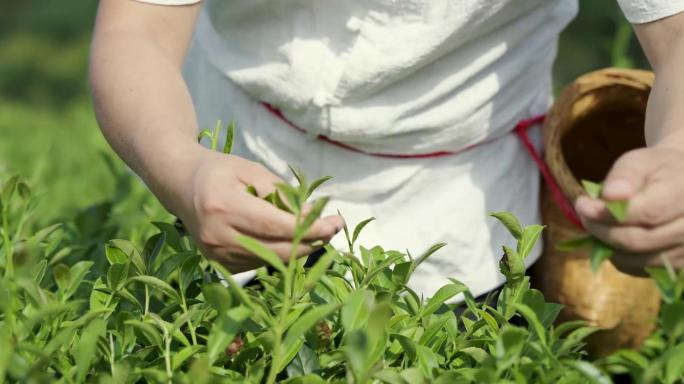 【原创】非遗技艺乌龙茶制作流程