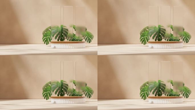 木材和白色圆柱体平台循环无缝阴影动画与玻璃和怪物的室内植物，3d镜头渲染空白模型