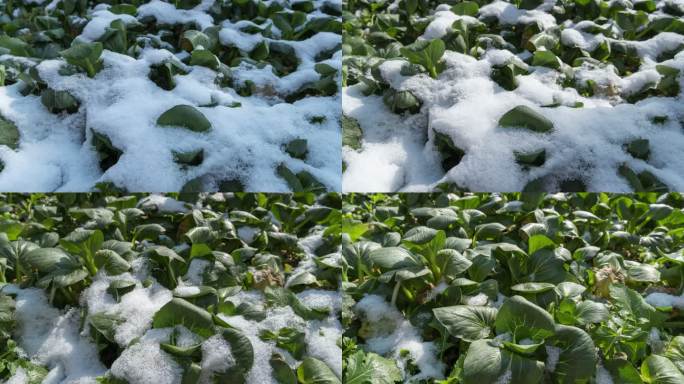 冬天下雪冰雪融化田园蔬菜