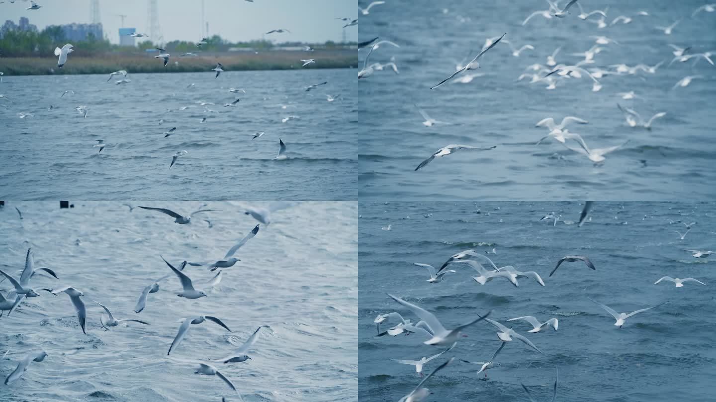 海鸥 飞翔 大海 海鸟 海燕