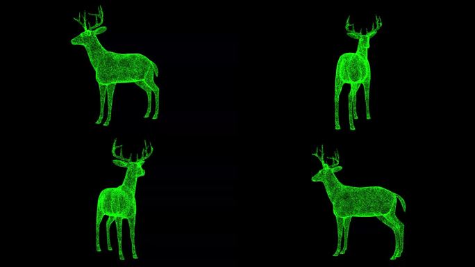 3D小鹿在黑色背景上旋转。动物园公园概念。野生动物。商业广告背景。用于标题，文本，演示。3d动画60