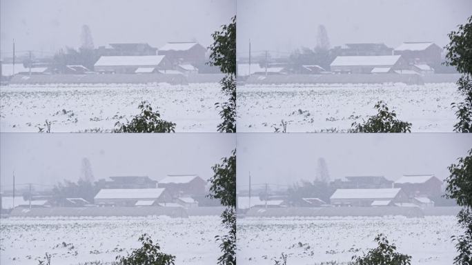 农村冬天鹅毛大雪白雪覆盖田野