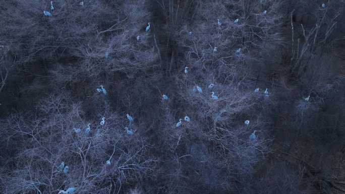 湿地河流残冰候鸟苍鹭鸬鹚