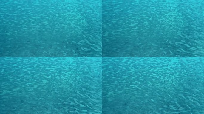 一个巨大的鱼群优雅地通过海洋深处移动-水下拍摄