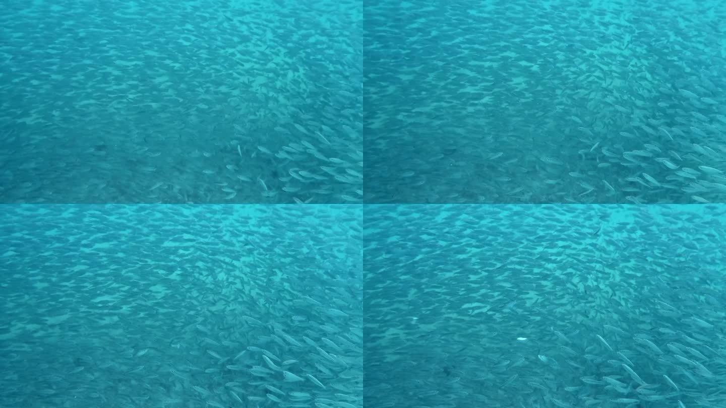 一个巨大的鱼群优雅地通过海洋深处移动-水下拍摄