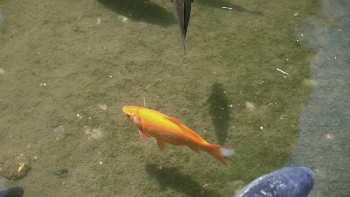 成年琥珀金鳟鱼在清澈透明的水中游动，动作缓慢