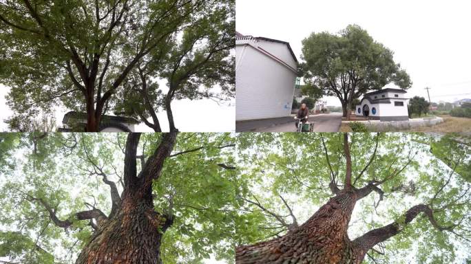 4K农村村口老香樟树合集