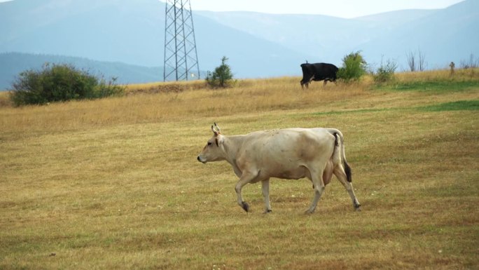 白乳牛走在干燥的牧场上