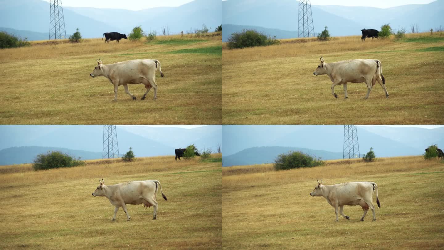 白乳牛走在干燥的牧场上