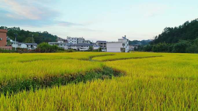 稻田风光  美丽乡村  丰收季