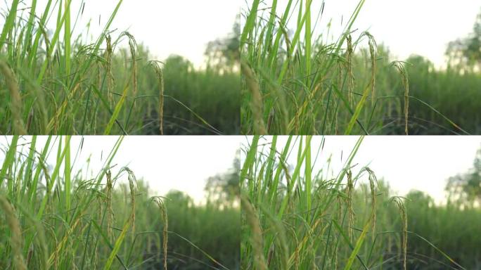 田地里的水稻，是全世界人民从粮食短缺中所需要的食物