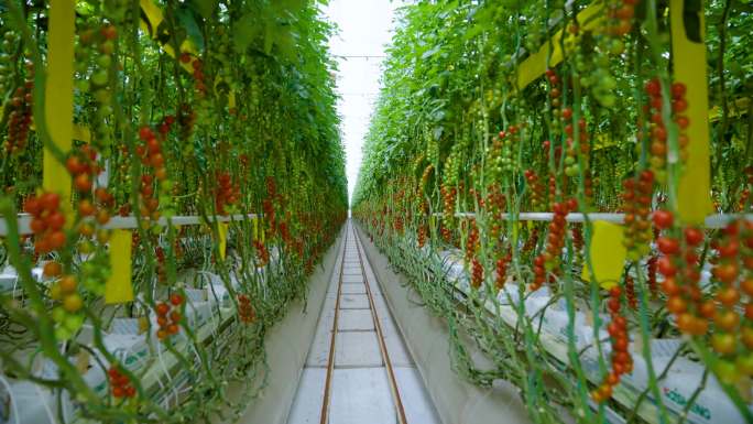 温室大棚绿色农业4K