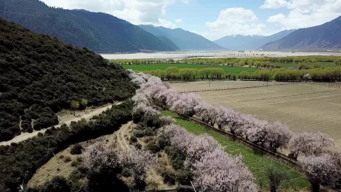 航拍西藏林芝波密尼洋河桃花田园风光
