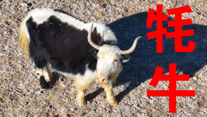 青海牦牛群高原牲畜A