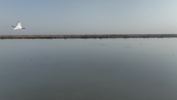 黑河湿地 水鸟 甘肃张掖