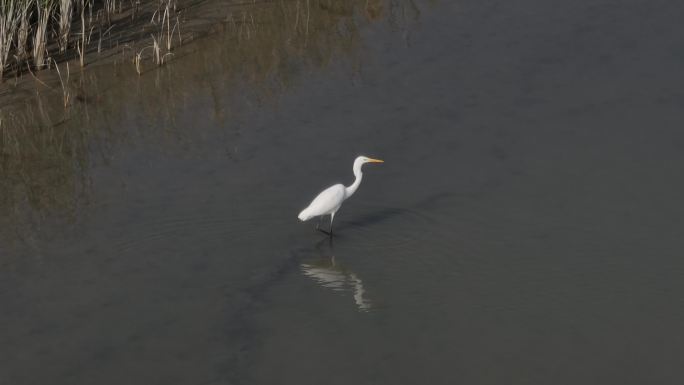 黑河湿地 水库候鸟 甘肃张掖