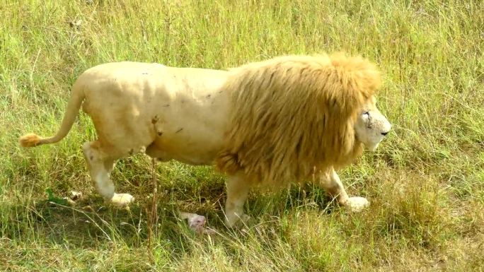 散步的狮子雄狮白狮野生动物