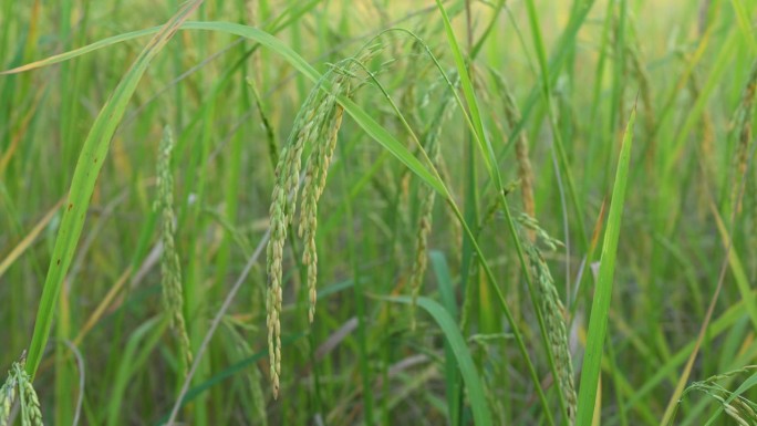 田地里的水稻，是全世界人民从粮食短缺中所需要的食物