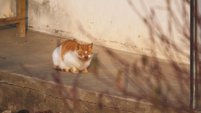 秋天下午农村一只流浪猫休息