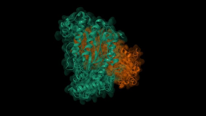 人增殖酶的晶体结构