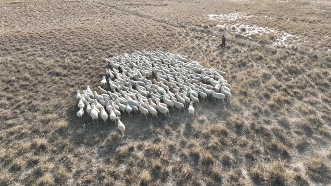 放牧羊群