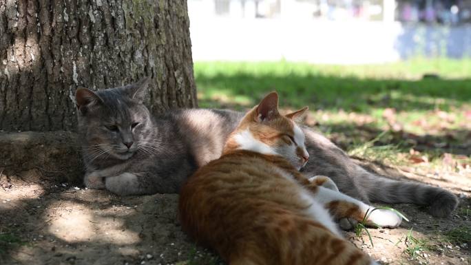 晴天午后宠物猫猫树下慵懒睡觉
