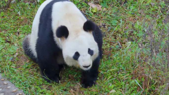 动物园大熊猫玩耍走路休息