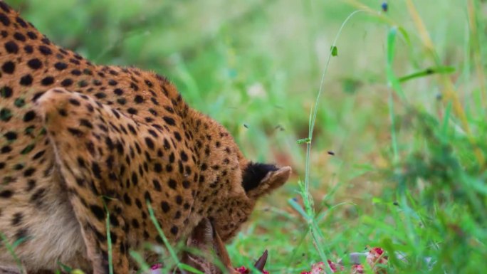 一只雌性东北非洲猎豹(非洲豹)正在吃猎物的肉