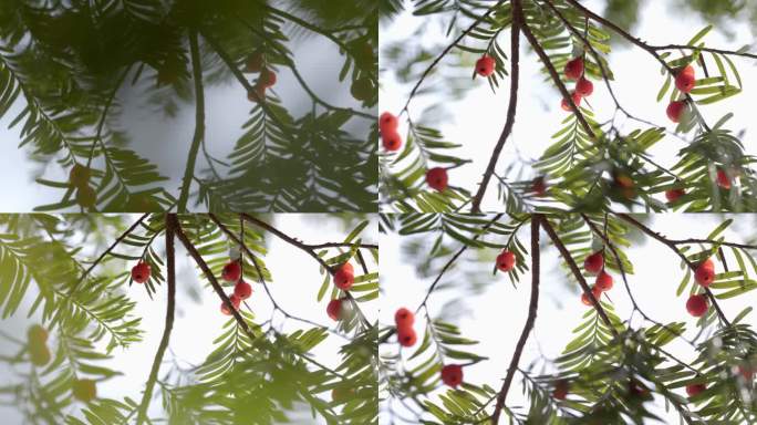 实拍冬日红豆杉