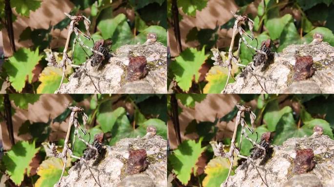 特写镜头:螳螂捕捉并吞食一只苍蝇