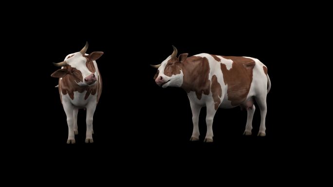 奶牛 奶牛动画 奶牛休闲动画 奶牛吃草