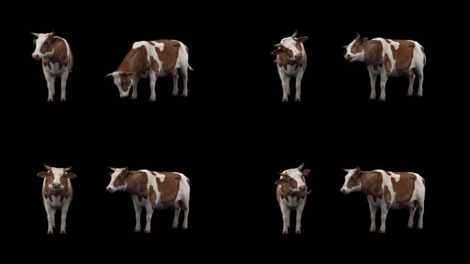奶牛 奶牛动画 奶牛休闲动画 奶牛吃草
