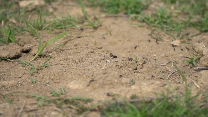 房子的小花园和泥土上的蚂蚁