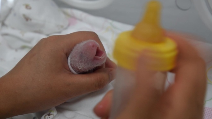 刚出生的熊猫宝宝喂奶