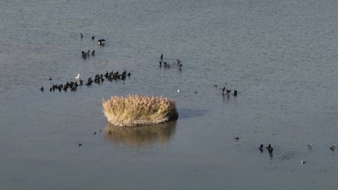 黑河湿地水库 候鸟鸟群飞翔 甘肃张掖