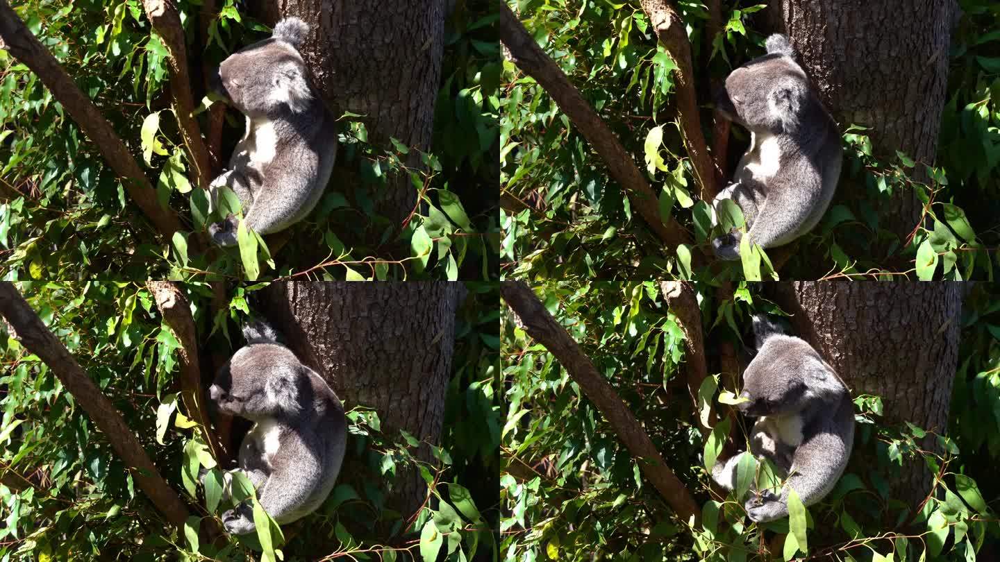 可爱的挑食考拉，phascolarctos cinereus被发现挂在树上，在明亮的阳光下闭着眼睛吃
