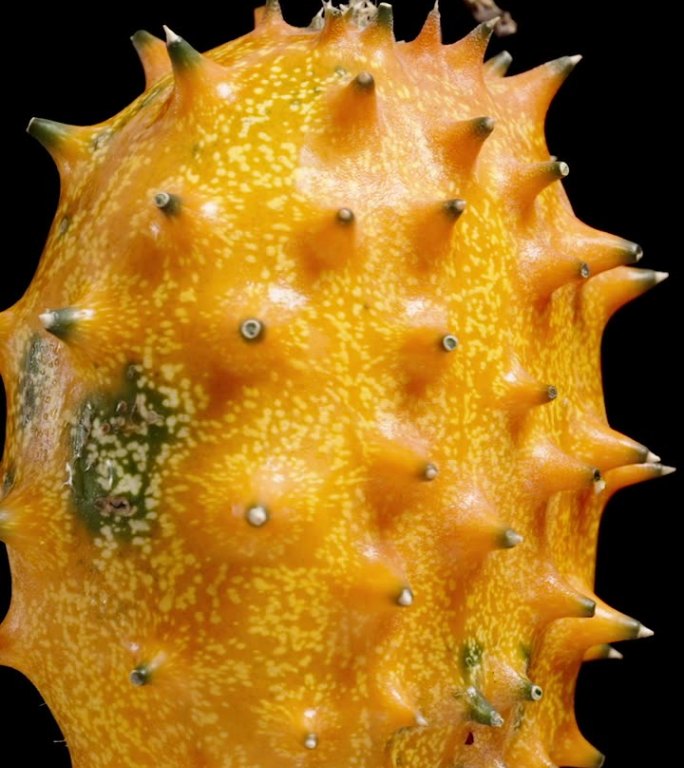 垂直视频。一个非洲橙角黄瓜，也被称为Kiwano，在特写镜头中旋转。它有独特的刺，在黑色的背景下被隔