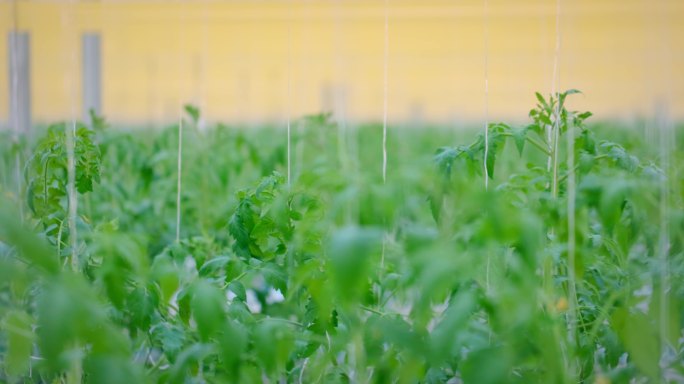 温室大棚蔬菜番茄种苗智能大棚现代农业