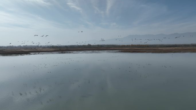 黑河湿地水库 候鸟鸟群飞翔 甘肃张掖