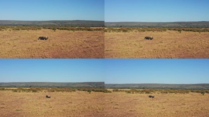 无人机拍摄的野生动物摄影师驾驶游猎车在马赛马拉国家保护区稀树草原，肯尼亚，非洲与美丽的风景，马赛马拉