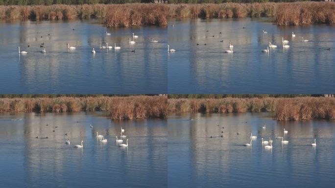 天鹅与多种水鸟同在湿地越冬