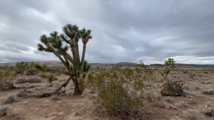 亚利桑那州莫哈韦沙漠特有的约书亚树。