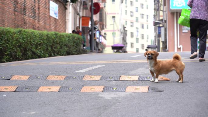 市民生活 龙华 村民 日常生活 幸福生活