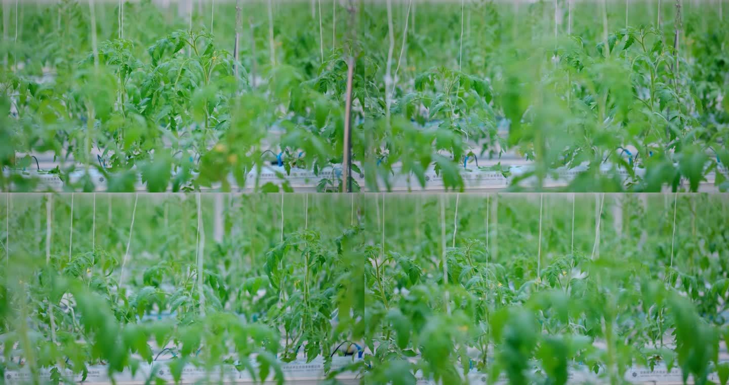 科技大棚蔬菜番茄种苗智能大棚现代农业