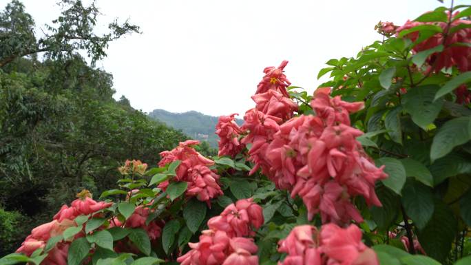 碉楼 风景 园林 绿化 文化遗址 阳台山