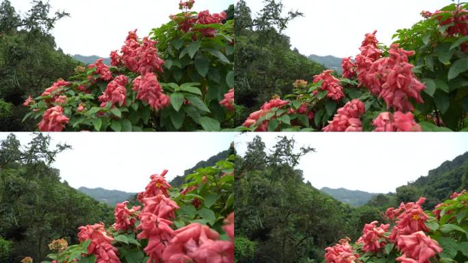 碉楼 风景 园林 绿化 文化遗址 阳台山